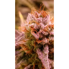 American Zkittlez