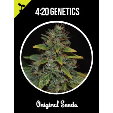 Amnesia Auto