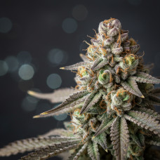707 Kush