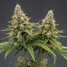 710 Diesel