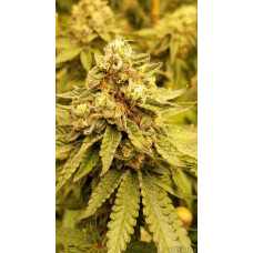 Apple Fritter