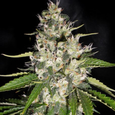 Aficionado Kush