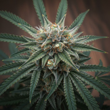 Afghan 1 X Black Afghan F2