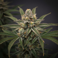 AK4Way