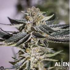 Alien Apple Warp