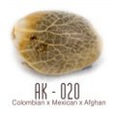 AK-020 Autoflower
