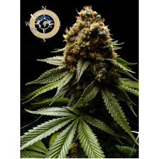 Afghanica
