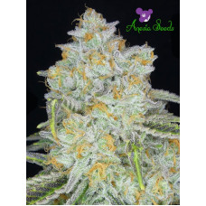 Amnesia Flash Auto