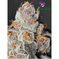 Anesia Scout Cookies