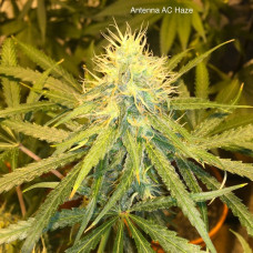 Antenna AC Haze