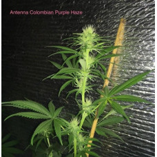 Antenna Colombian Purple Haze