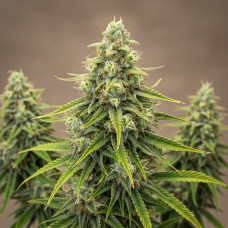 Antenna Gorilla Haze