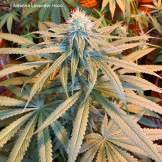 Antenna Lavender Haze