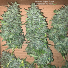 Antenna Super Purple Colombian AC Haze