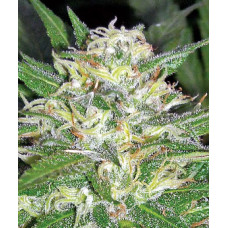 Afghani OG