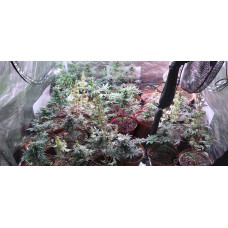 Anastasia 99 Auto
