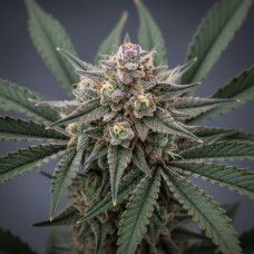 Animal Cookies