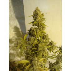 AK20 Auto
