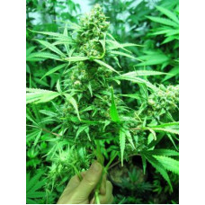 Apollo 11 Genius Pheno
