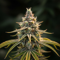 Amnesia XXL Auto