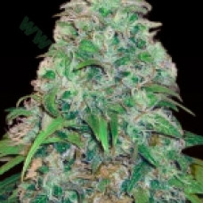 Amnesia Platinum