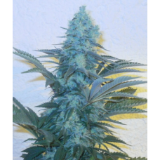 Afghan Kush