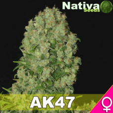AK 47