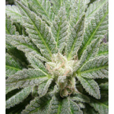 Alexander Kush