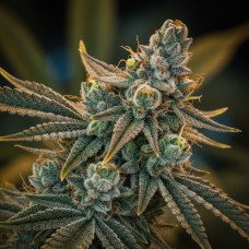 Apple Chem