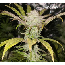 Apple Sundae