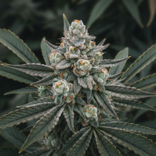 1979 Xmas Bud