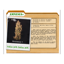 Amnesia+