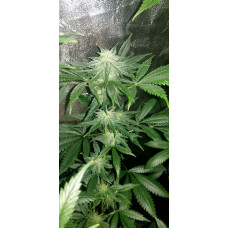 Aunt B F2 V3