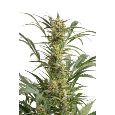 Amnesia XXL Autoflowering