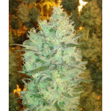 Amnesia DP
