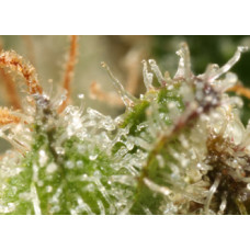Atomic Haze