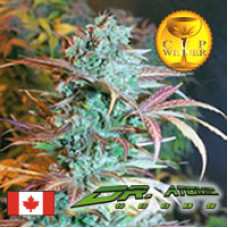 Atomic NL