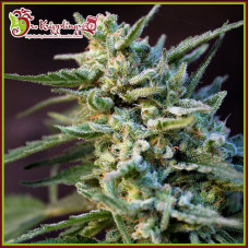 Ape-Zkit Auto