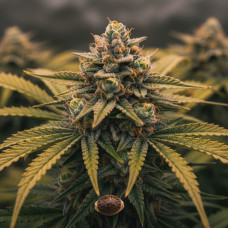 AJ’s Sour Diesel x TGA Vortex