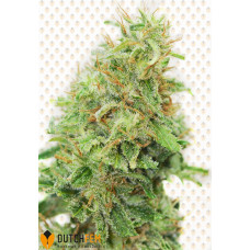 Amnesia Haze Original