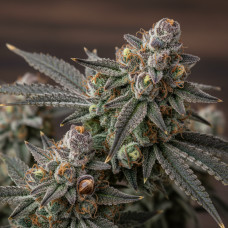 3 Point Kush