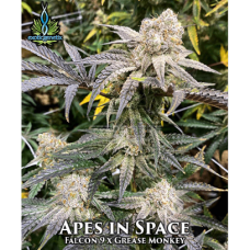 Apes in Space