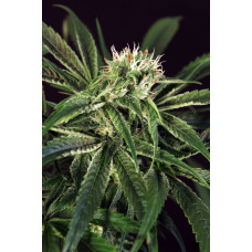 Amnesia #7