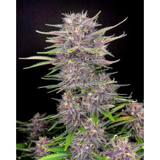 Amnesia Zkittlez Auto