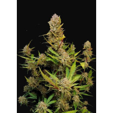 Apricot Auto