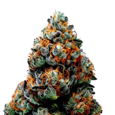 Alien OG Auto