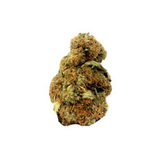 Amnesia Auto XXL