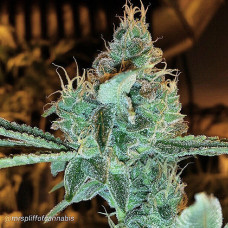 Aloha Grape Stomper