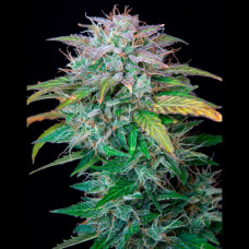 AK 2.0 XL Auto