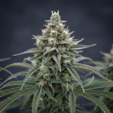 5G's Purple F2